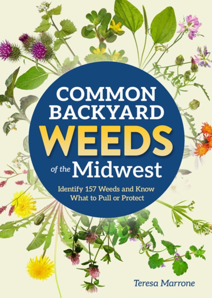 Common Backyard Weeds of the Midwest 