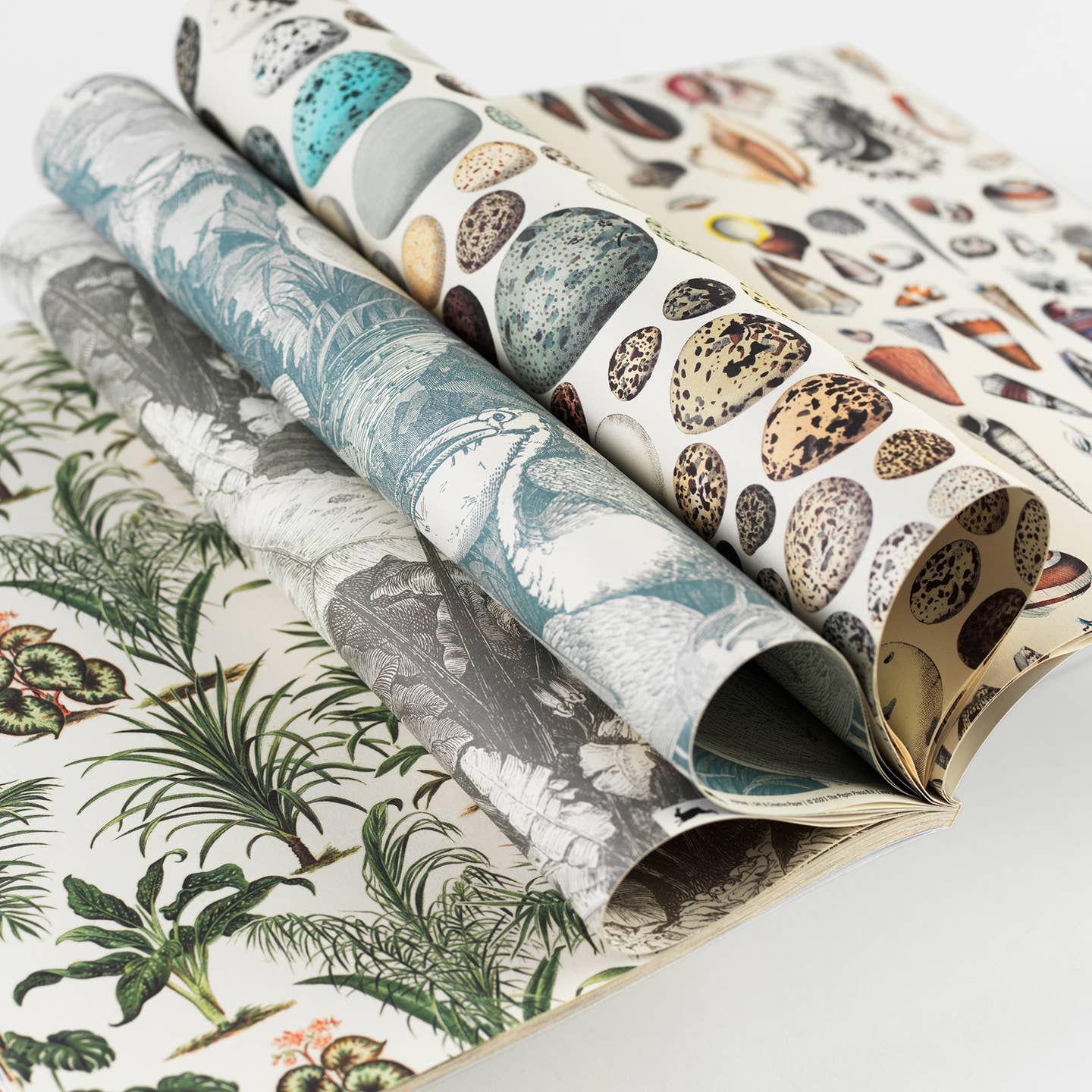 Natural History Gift and Creative Paper