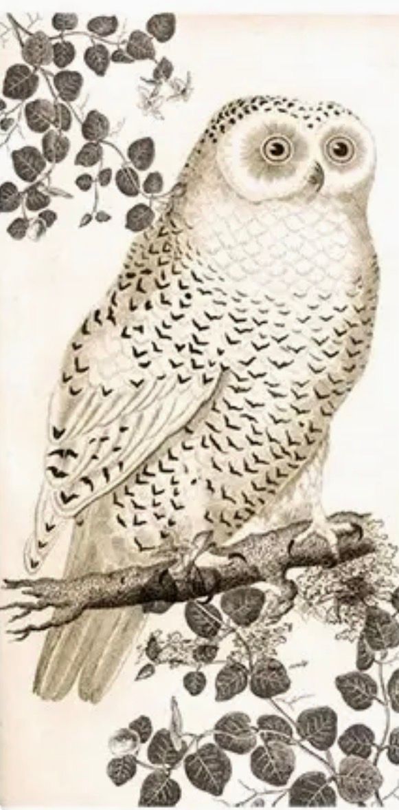 Vintage Owl Large Matchbox