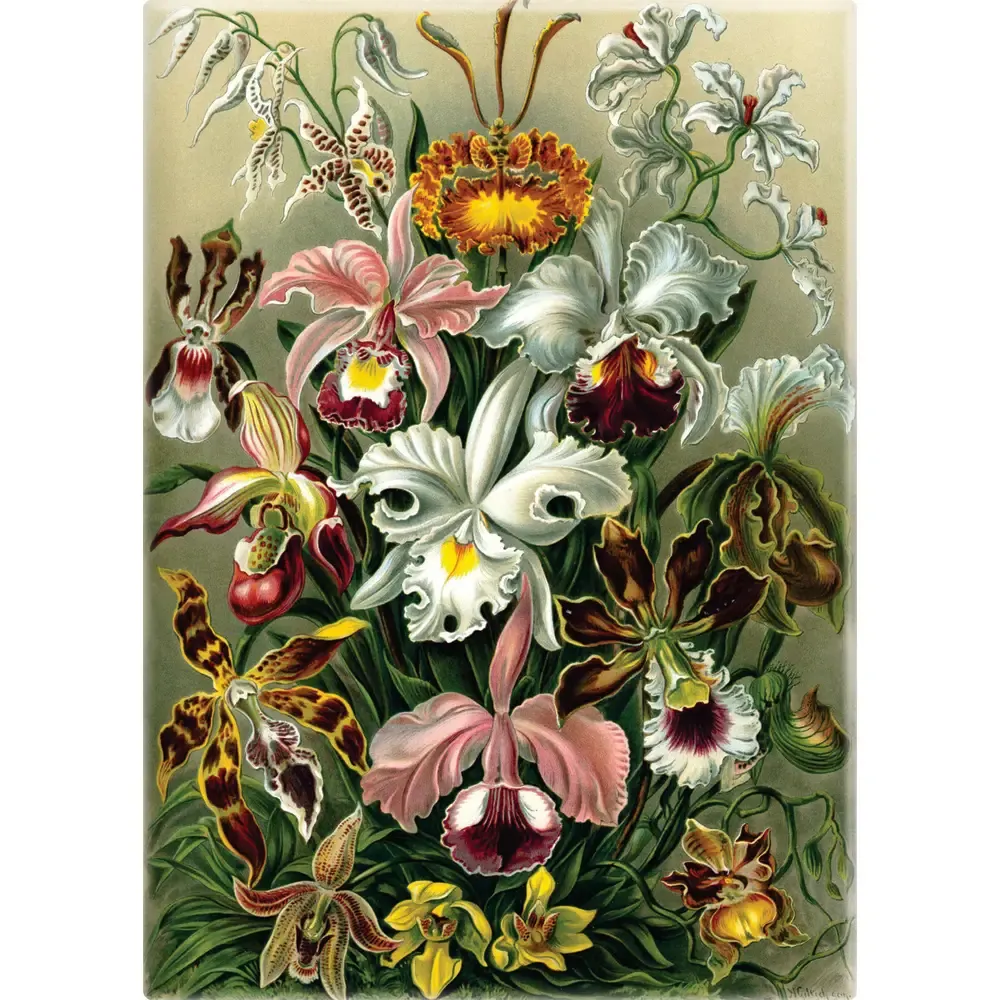 Haeckel 1904 Art Form Nature Orchids Vintage  Repro Magnet