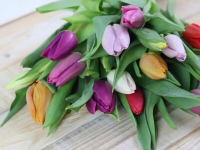 Tulpen frisch Bund gemischte Farben