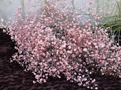Schleierkraut frisch hell rosa ein Bund frische Blumen