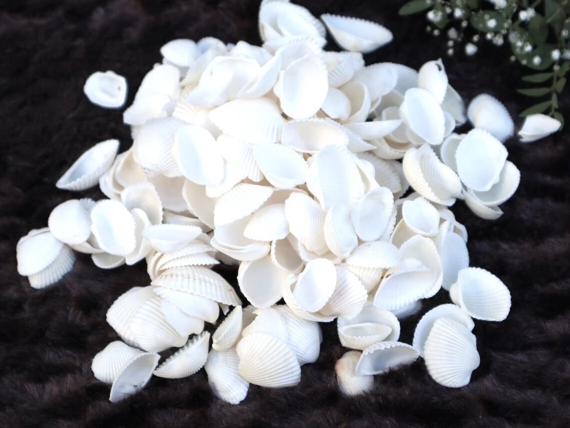 Muscheln maritime Wohn Deko #3