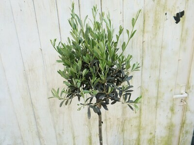 Oliven Hochstamm Baum Olea Europaea Pflanze echte Blumen frisch