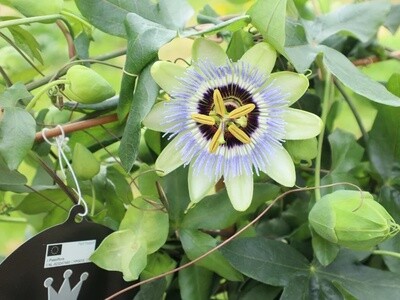 Passionsblume XXL Passiflora Clear Sky Engelstrompete Garten Pflanze Balkon Blume