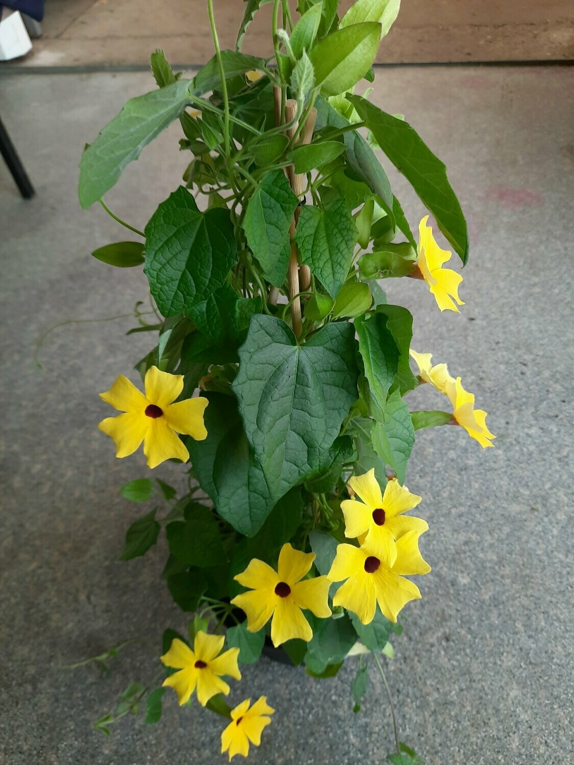 schwarzäugige Susanne gelb