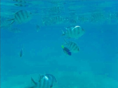 Snorkeling in Zanzibar