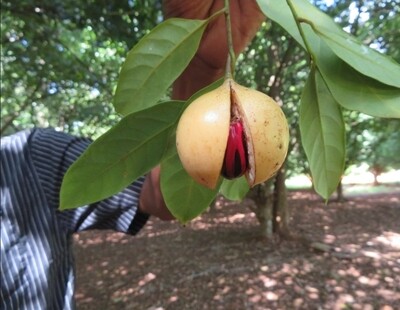 Spice and Fruit Tour