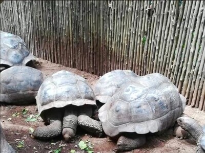 Prison Island Tour (with Turtles)