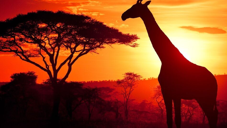 10 TAGE 9 NÄCHTE TSAVO-OST, TSAVO-WEST, AMBOSELI, NAIVASHA-SEE, NAKURU-SEE UND MASAI MARA SAFARI