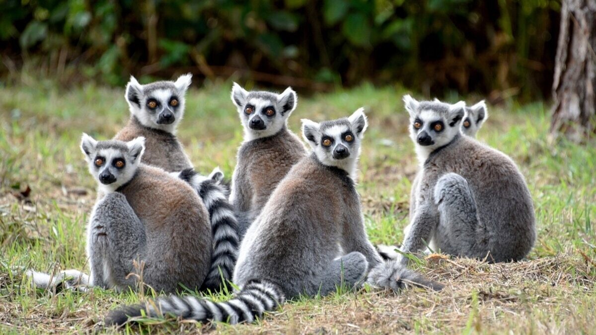 WILDLIFE AND NATURE - 15Days/ 14Nights