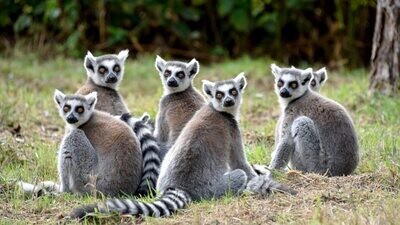 WILDLIFE AND NATURE - 15Days/ 14Nights