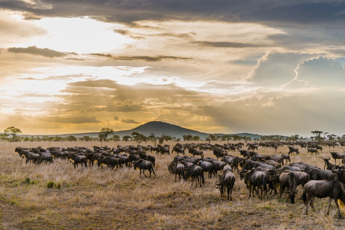 6 Days Wildebeest Migration Budget Safari
