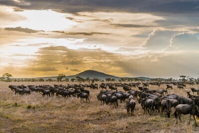 6 Days Wildebeest Migration Budget Safari