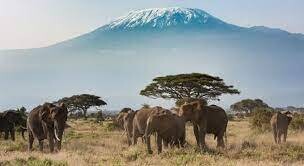 Serengeti Big 5 Safari - Private Safari