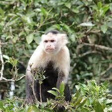 Monkey Island Tour
