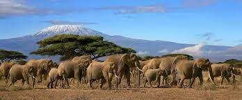 TANZANIA DAY TRIPS SAFARIS