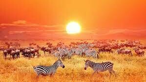 6 DAYS TANZANIA MIDRANGE SAFARI