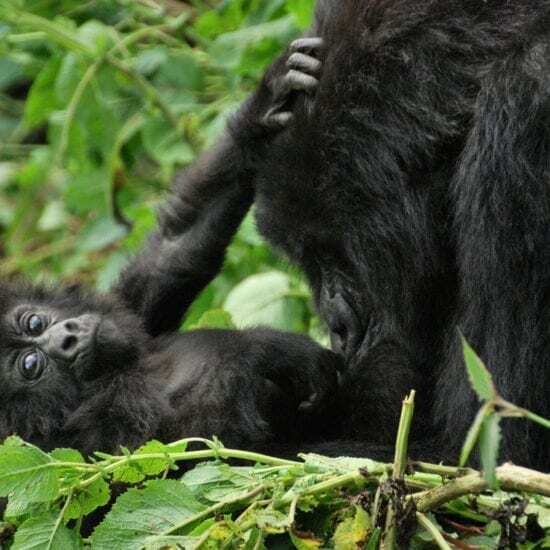 3 Days - Gorillas​ Experience the Highlight of Uganda within a short trip