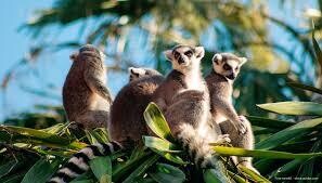 Madagaskar