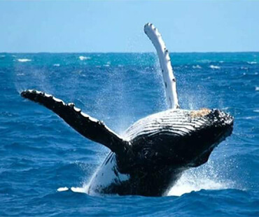 Whale Watching Samana
