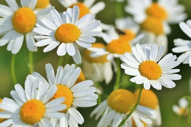 Kamillenblüten europ. BIO ganz (0,5 Kg)
