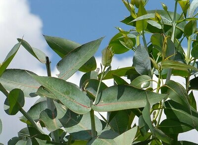 Eukalyptus BIO geschnitten (0,5 Kg)