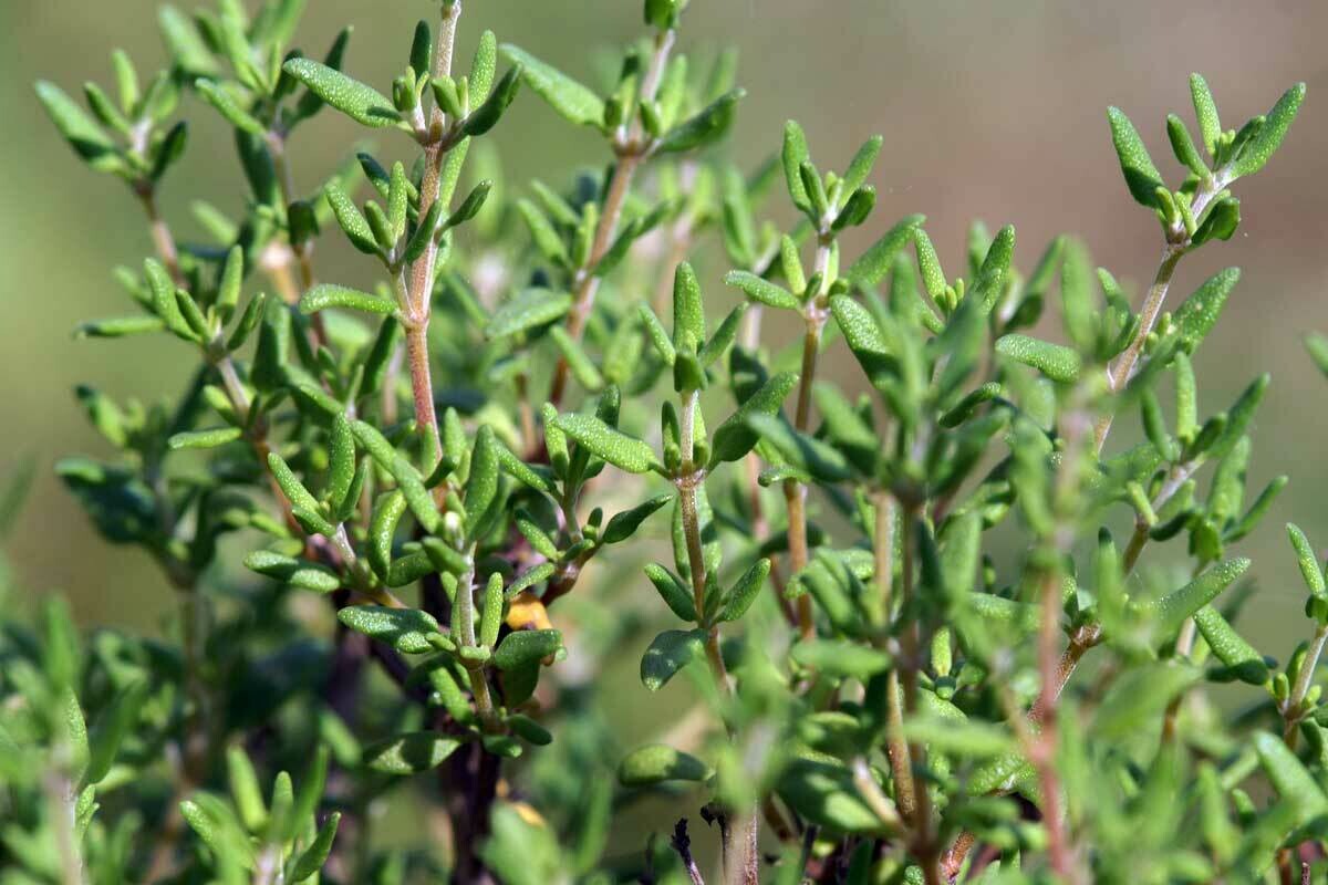 Thymian gerebelt BIO (0,5 Kg)