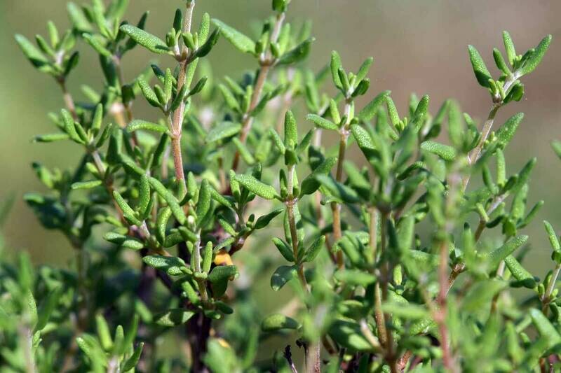 Thymian gerebelt BIO (0,5 Kg)