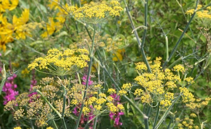 Fenchel grün süß BIO ganz  (0,5 Kg)