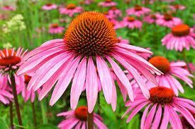 Echinacea getrocknet 0,5 Kg