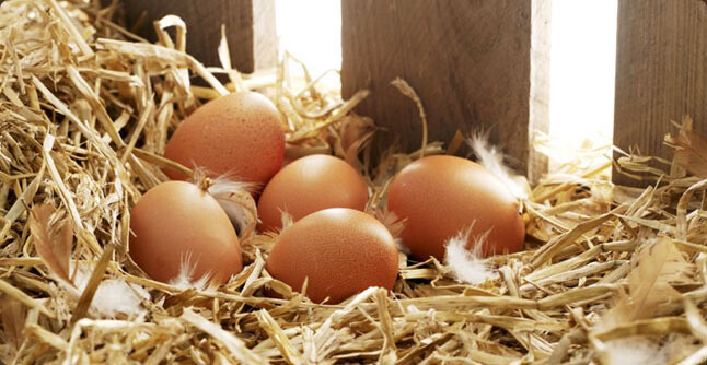 6 x Free Range Eggs