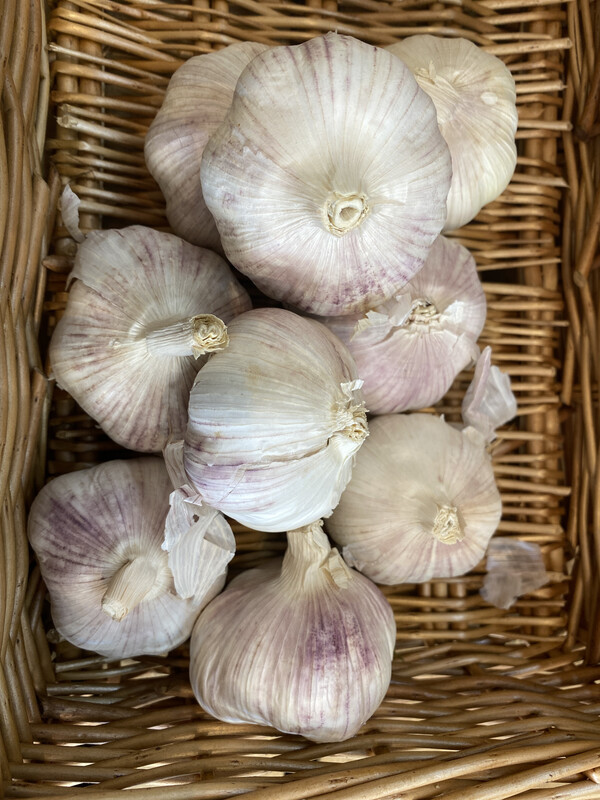 French Garlic Each