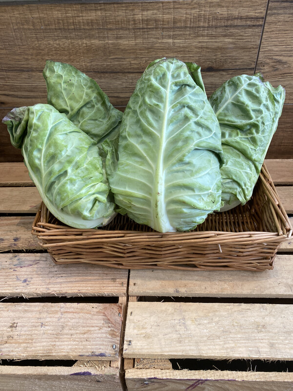 Pointed Cabbage Each