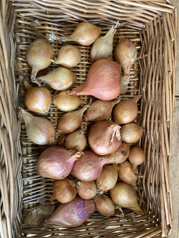 Shallots 500g