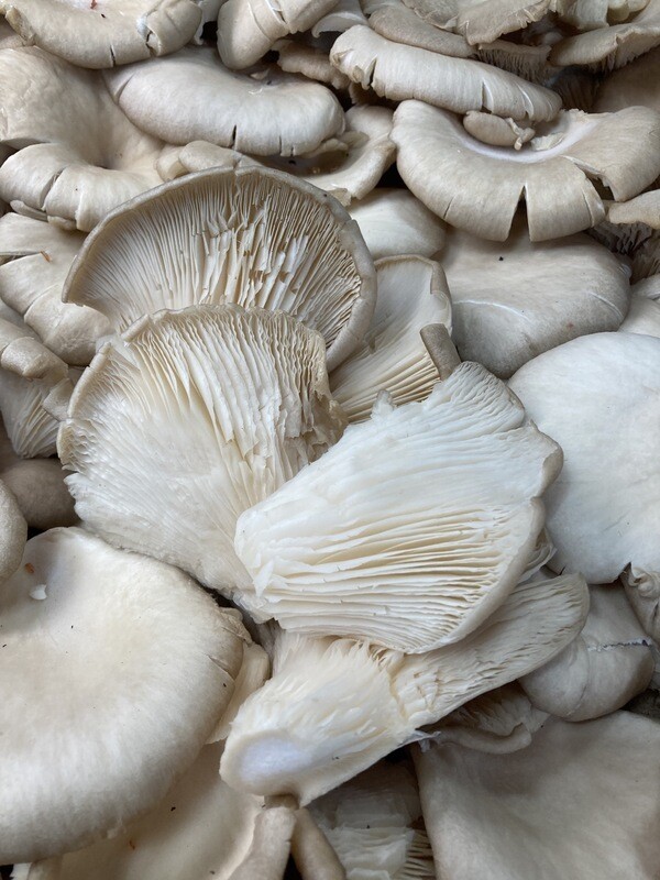 Oyster Mushrooms 200g