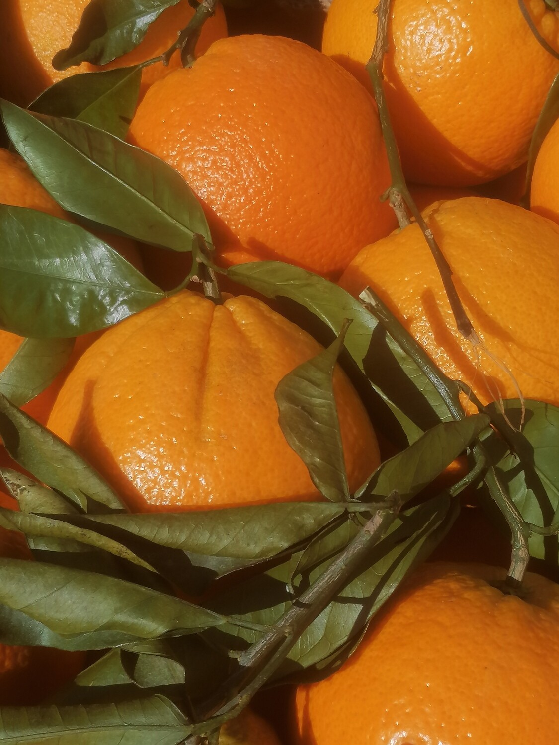 Oranges feuilles de Sicile