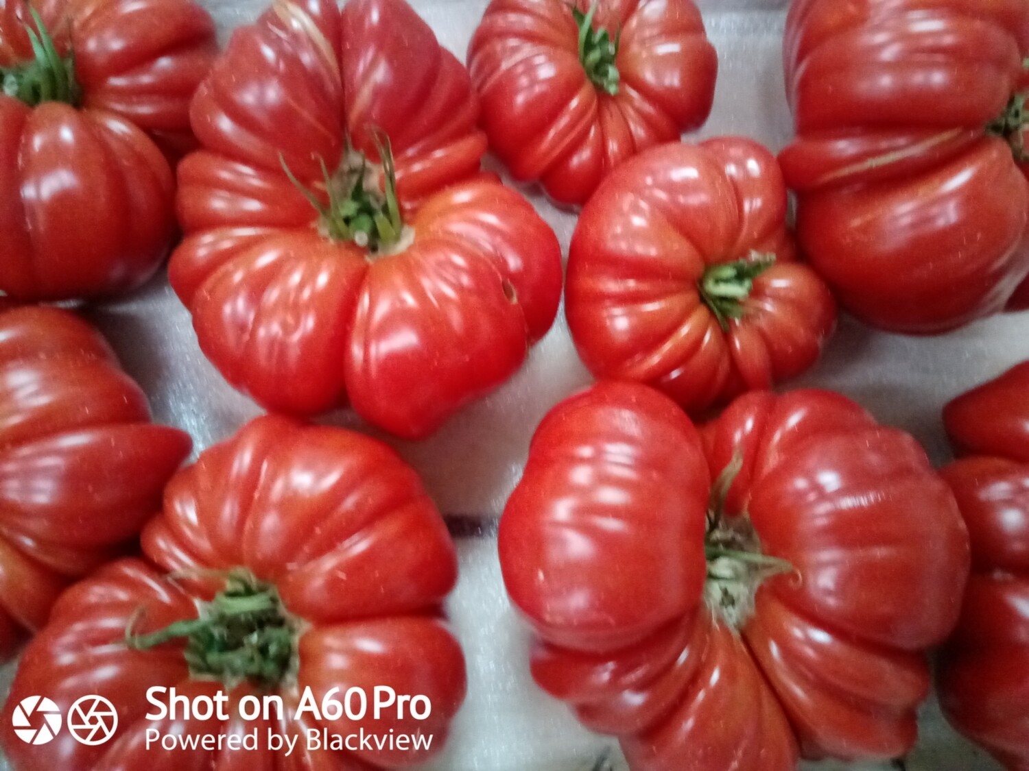 Tomates "Marmande" pleins champ de monthlery direct du producteur