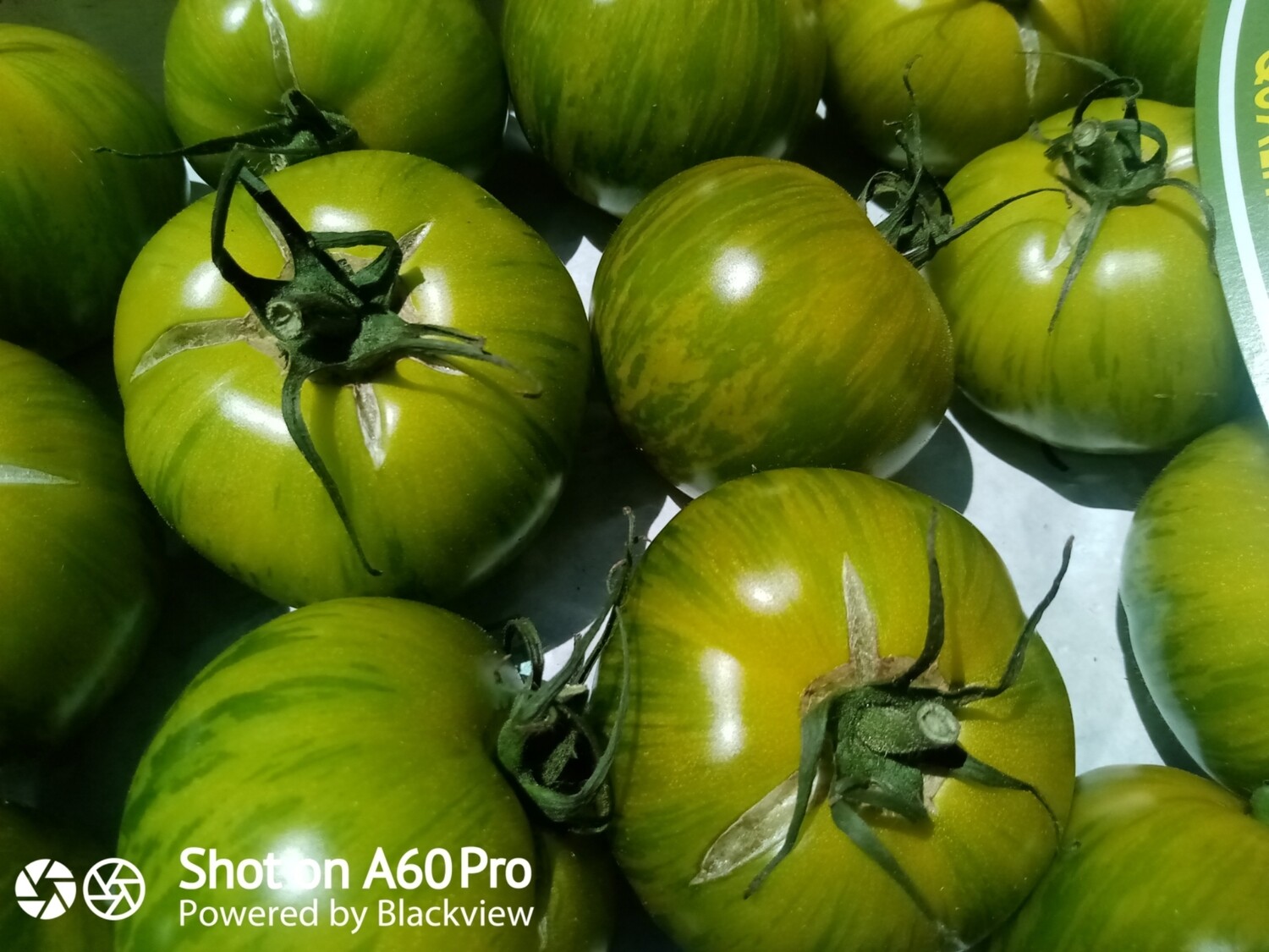 Tomates "green zébra"