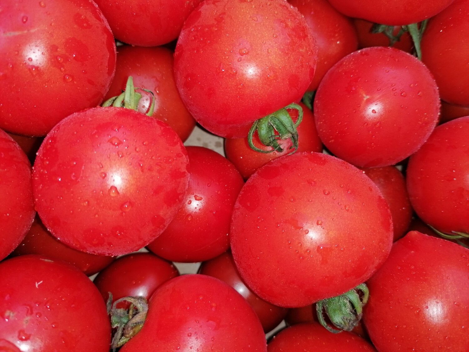 Tomates "Campari"