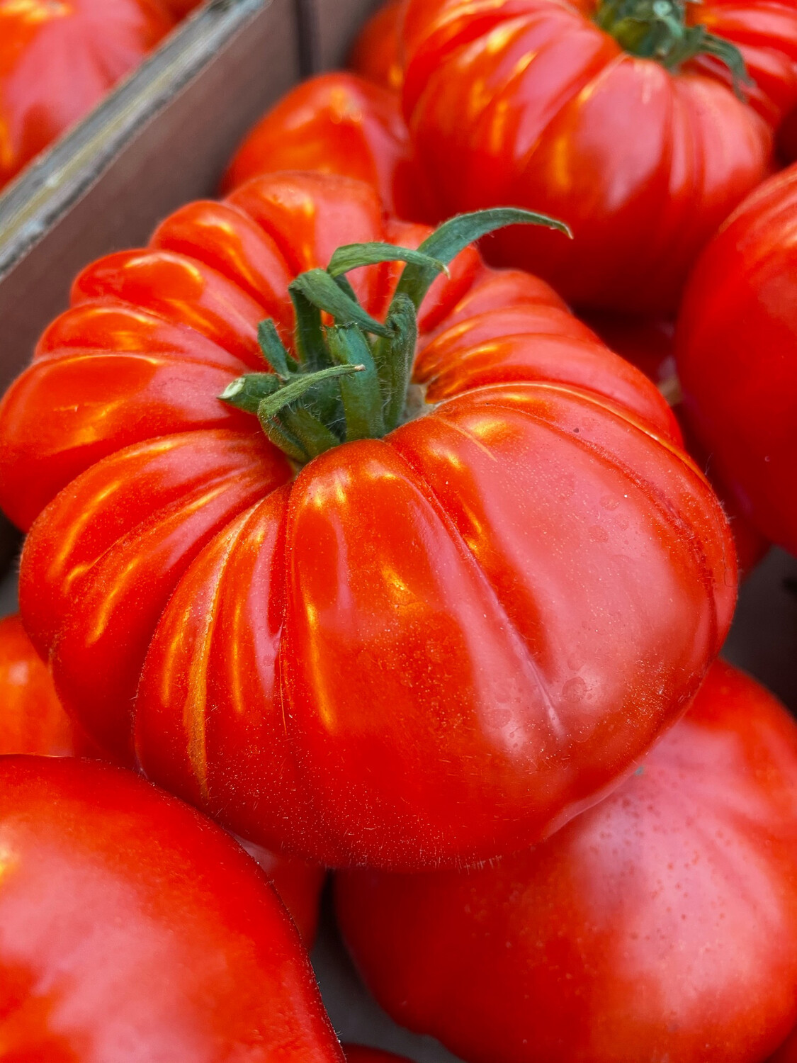 Tomates "cœur de bœuf" plein champ 🇫🇷 de Monthlery direct fu producteur