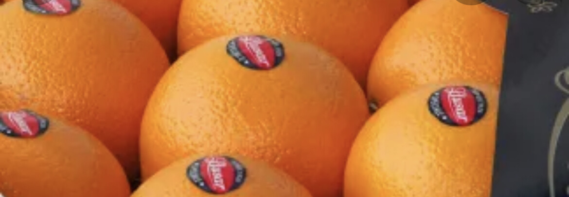 Oranges  de table " Lusar " 
