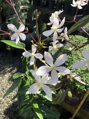 Outdoor Plants
