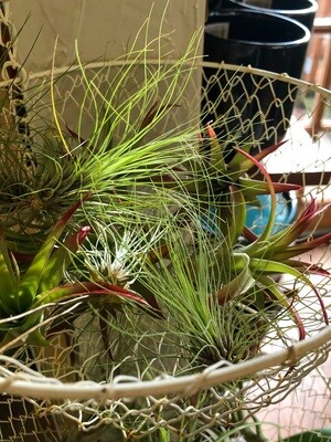Indoor Plants