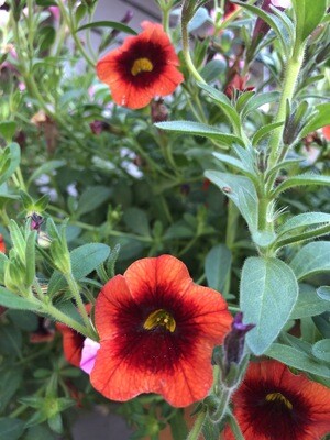 Annuals