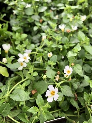 Groundcovers &amp; Grasses