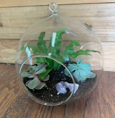 Terrarium Supplies
