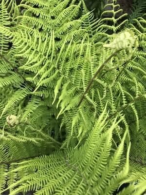 Ferns
