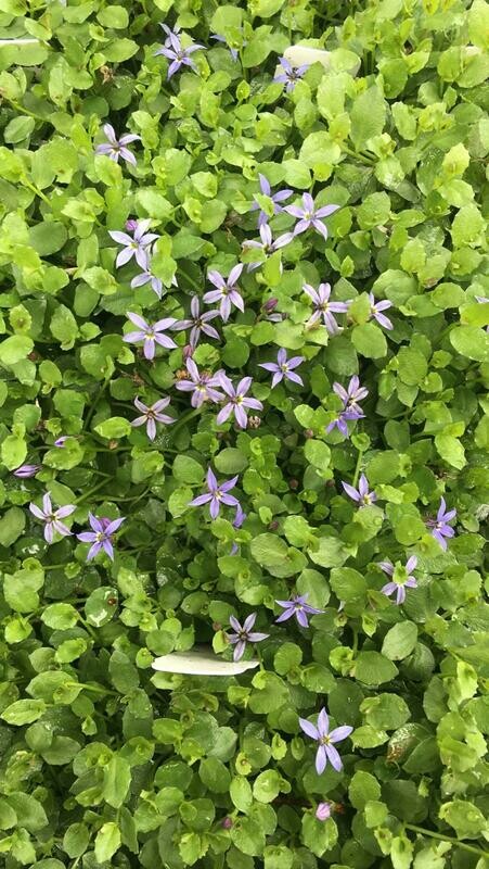Blue Star Creeper, Pratia pedunculata &#39;County Park&#39;