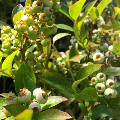 Fruits